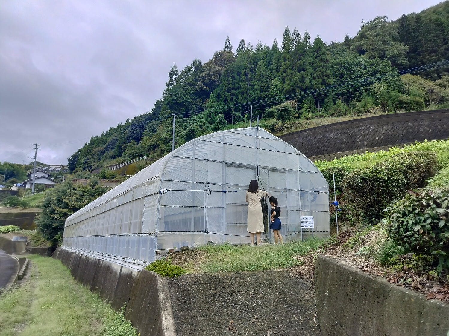 德島民宿┃打獵鹿爺爺秘境山上住一晚「うり坊(屋里坊)1泊2食鹿肉大餐拔麝香葡萄 JR阿波池田站接送 預約教學