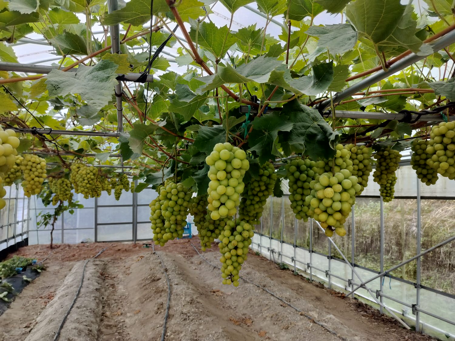 德島民宿┃打獵鹿爺爺秘境山上住一晚「うり坊(屋里坊)1泊2食鹿肉大餐拔麝香葡萄 JR阿波池田站接送 預約教學