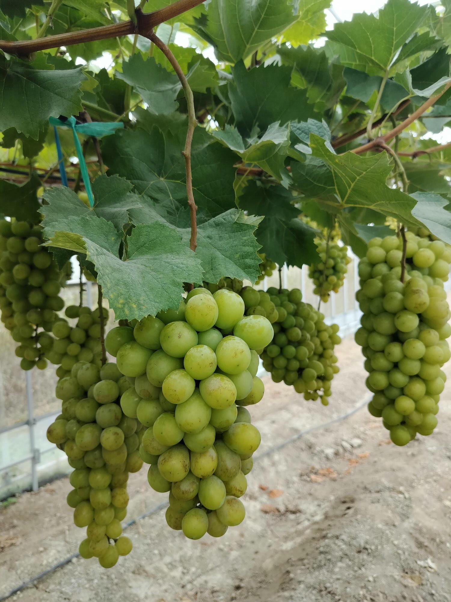 德島民宿┃打獵鹿爺爺秘境山上住一晚「うり坊(屋里坊)1泊2食鹿肉大餐拔麝香葡萄 JR阿波池田站接送 預約教學