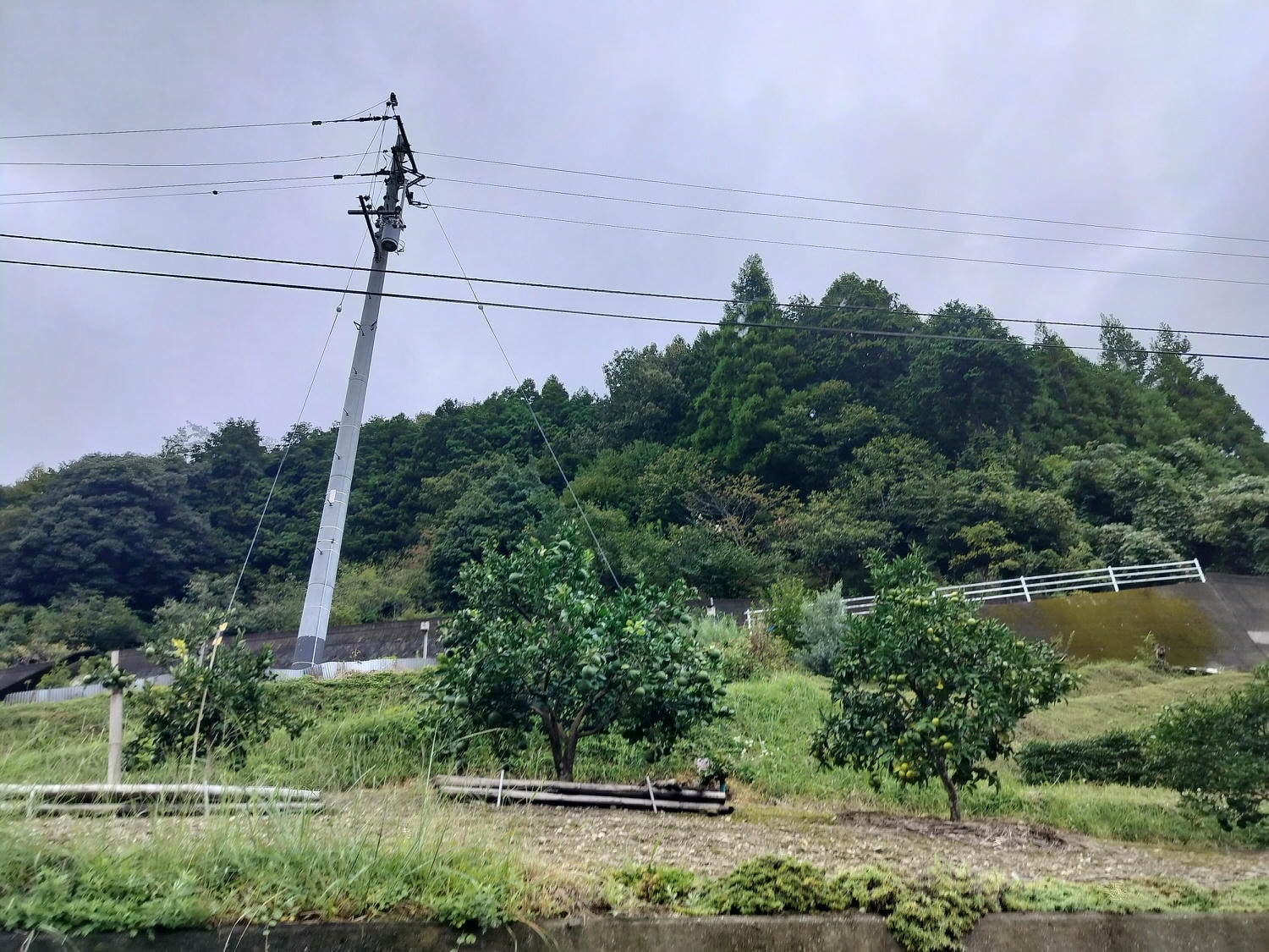德島民宿┃打獵鹿爺爺秘境山上住一晚「うり坊(屋里坊)1泊2食鹿肉大餐拔麝香葡萄 JR阿波池田站接送 預約教學