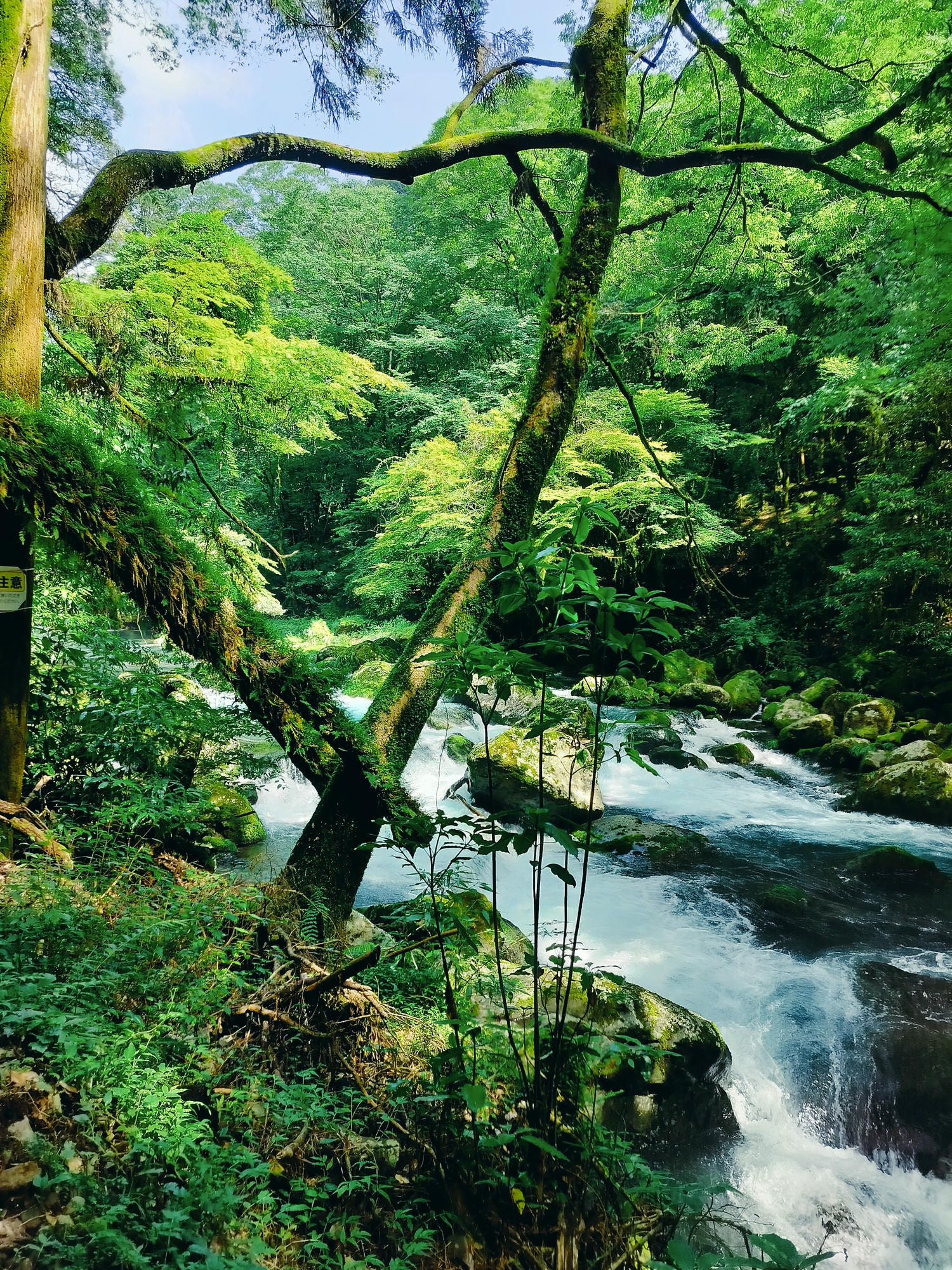 九州熊本┃阿蘇國立公園百選森林浴-菊池溪谷 網美哈密瓜巨蛋館買名產 熊本縣菊池市自駕推薦!