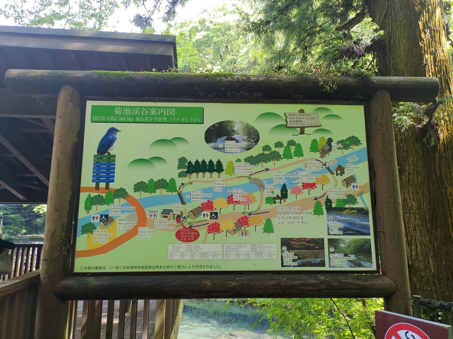 九州熊本┃阿蘇國立公園百選森林浴-菊池溪谷 網美哈密瓜巨蛋館買名產 熊本縣菊池市自駕推薦!