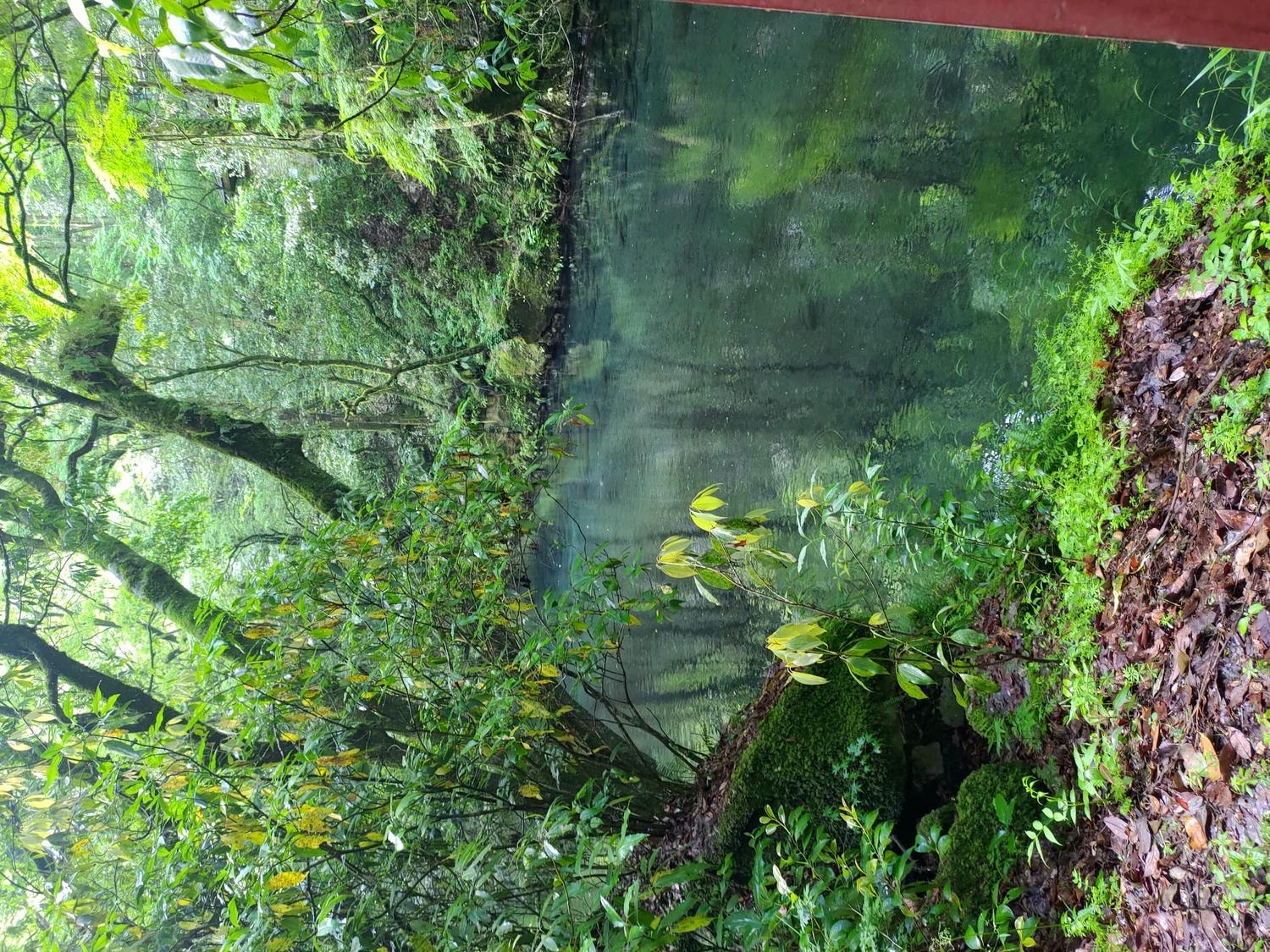 九州熊本┃阿蘇國立公園百選森林浴-菊池溪谷 網美哈密瓜巨蛋館買名產 熊本縣菊池市自駕推薦!