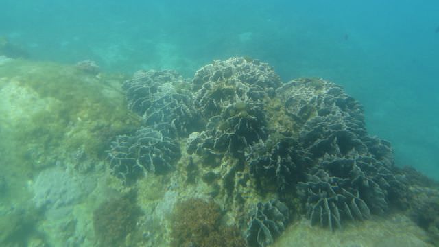 日本四國┃德島縣南部海景包棟住一晚 海龜博物館 除厄神寺藥王寺 太龍寺纜車 阿佐海岸鐵道