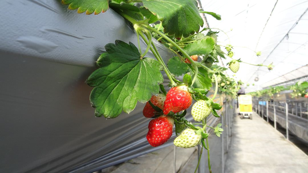 日本四國┃德島縣鳴門二日遊（百年酒造、醬油藏、大谷燒、藍染）