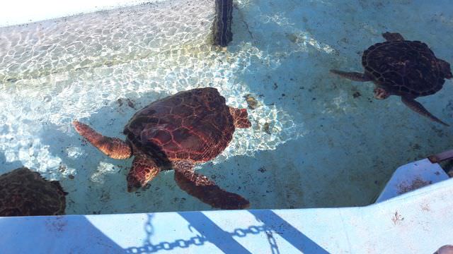 日本四國┃德島縣南部海景包棟住一晚 海龜博物館 除厄神寺藥王寺 太龍寺纜車 阿佐海岸鐵道