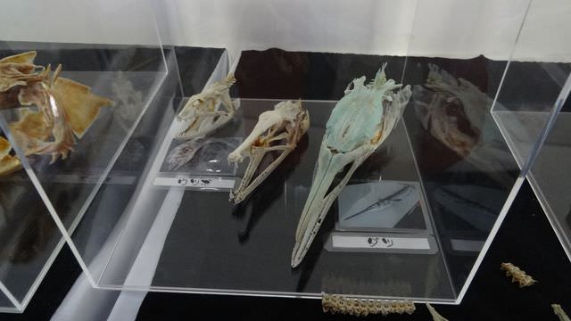 日本四國┃德島縣南部海景包棟住一晚 海龜博物館 除厄神寺藥王寺 太龍寺纜車 阿佐海岸鐵道