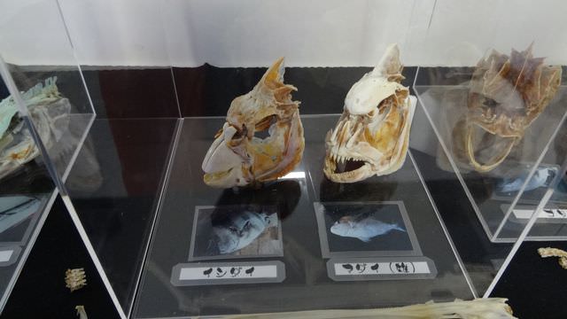 日本四國┃德島縣南部海景包棟住一晚 海龜博物館 除厄神寺藥王寺 太龍寺纜車 阿佐海岸鐵道