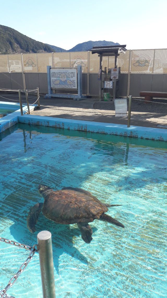 日本四國┃德島縣南部海景包棟住一晚 海龜博物館 除厄神寺藥王寺 太龍寺纜車 阿佐海岸鐵道