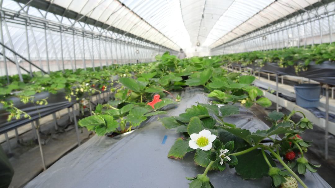 日本四國┃德島縣鳴門二日遊（百年酒造、醬油藏、大谷燒、藍染）