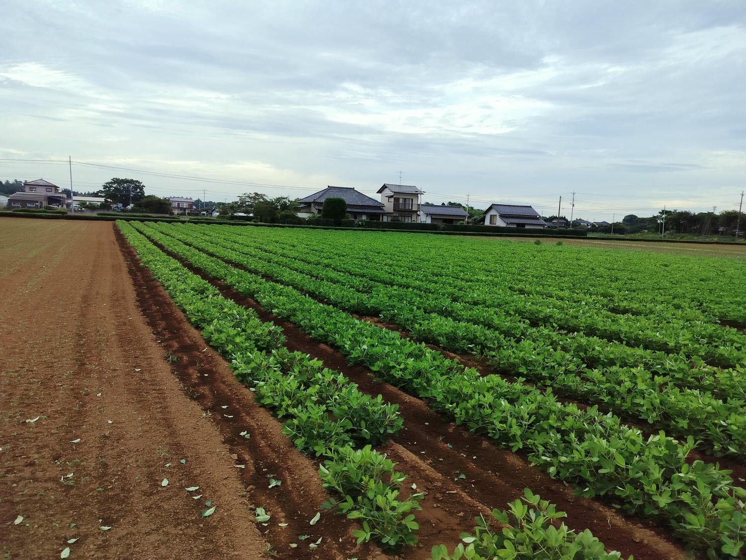 活動紀錄┃台日休閒農業交流 「農業部X茨城縣」 六級產業 觀光農業 行程規劃中日協調 台日コーディネーター