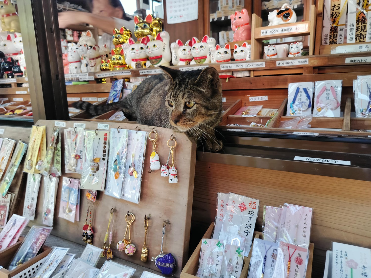 德島南部┃愛貓復仇成功!「阿松大權現」1萬隻招財貓神社 JR阿南轉巴士 訴松必勝商業繁榮試驗合格 お松大権現 - 第14張圖 德島南部┃愛貓復仇成功!「阿松大權現」1萬隻招財貓神社 JR阿南轉巴士 訴松必勝商業繁榮試驗合格 お松大権現