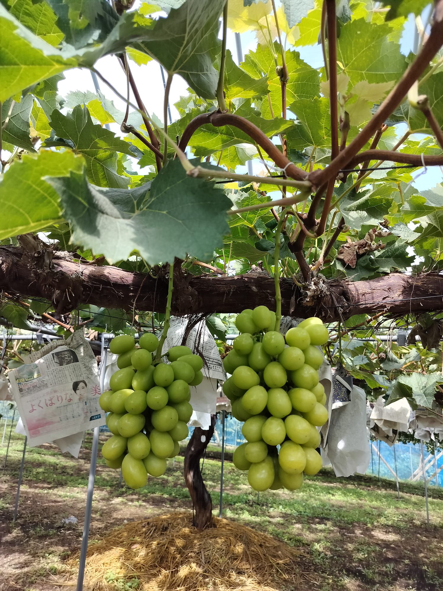 活動紀錄┃台日休閒農業交流 「農業部X茨城縣」 六級產業 觀光農業 行程規劃中日協調 台日コーディネーター