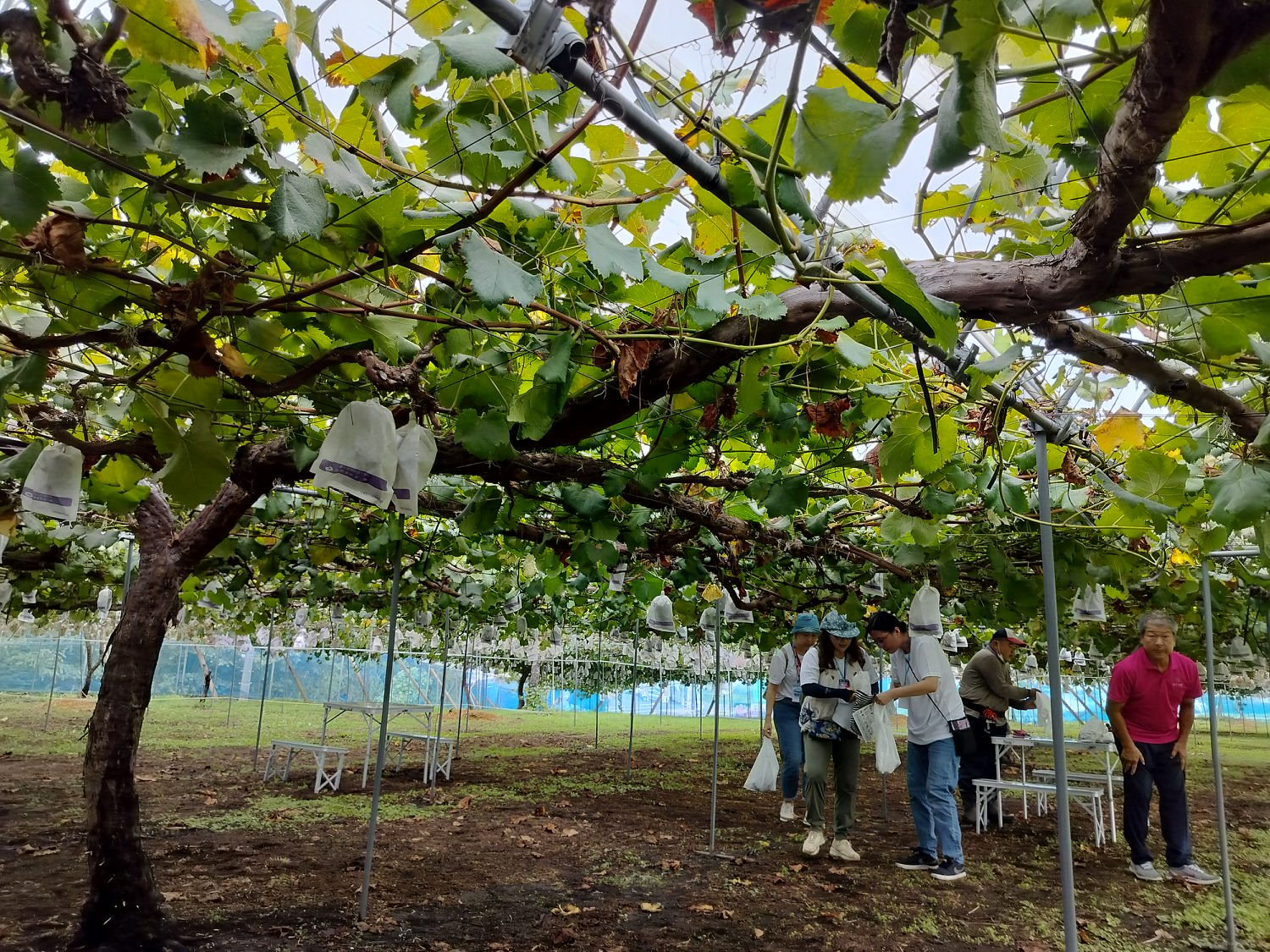 活動紀錄┃台日休閒農業交流 「農業部X茨城縣」 六級產業 觀光農業 行程規劃中日協調 台日コーディネーター
