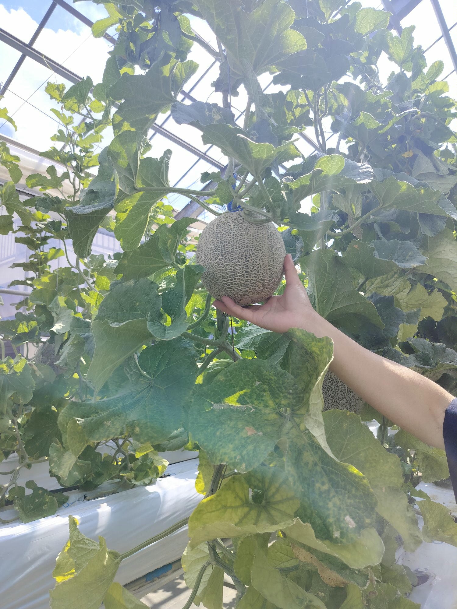 活動紀錄┃台日休閒農業交流 「農業部X茨城縣」 六級產業 觀光農業 行程規劃中日協調 台日コーディネーター
