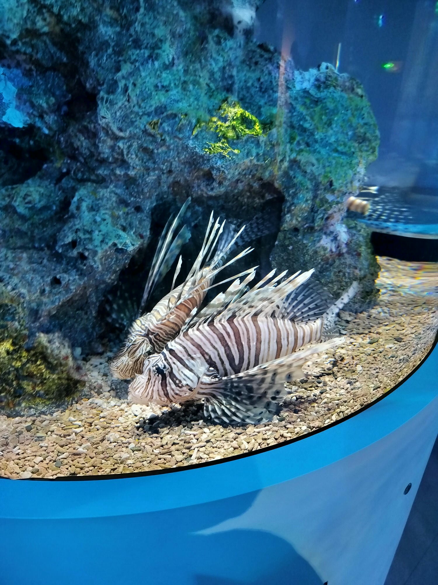 神戶住宿┃豪華溫泉高質感!神戶港溫泉蓮(神戸みなと温泉蓮)房間很大 免費接駁近三宮元町 átoa藝術水族館走2分