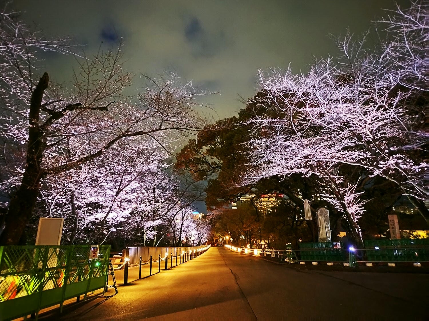 九州熊本┃直飛熊本 2024熊本城夜間點燈賞夜櫻 熊本城櫻花滿開超美 日本三大名城 路面電車熊本城市役所前下車