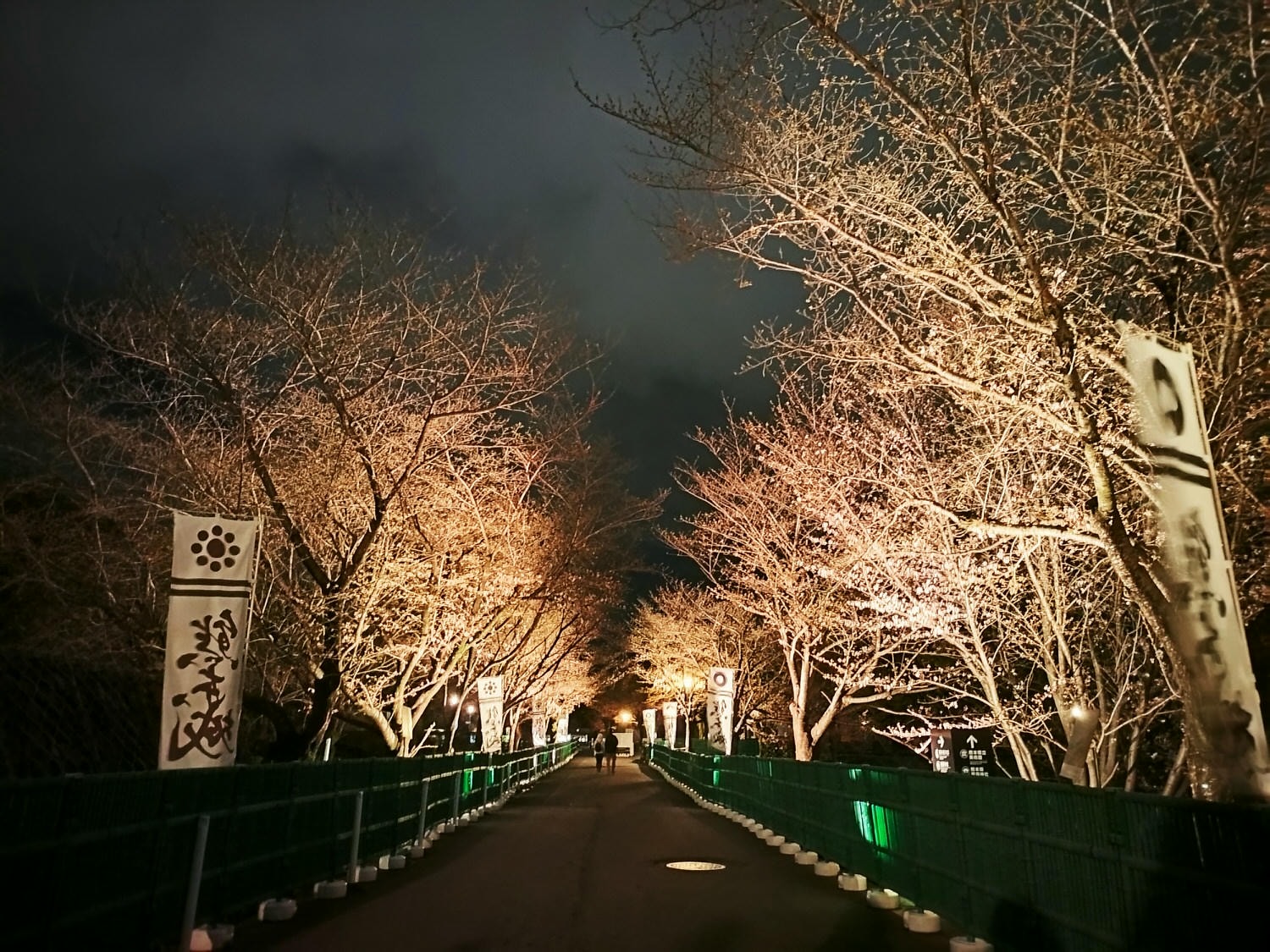 九州熊本┃直飛熊本 2024熊本城夜間點燈賞夜櫻 熊本城櫻花滿開超美 日本三大名城 路面電車熊本城市役所前下車