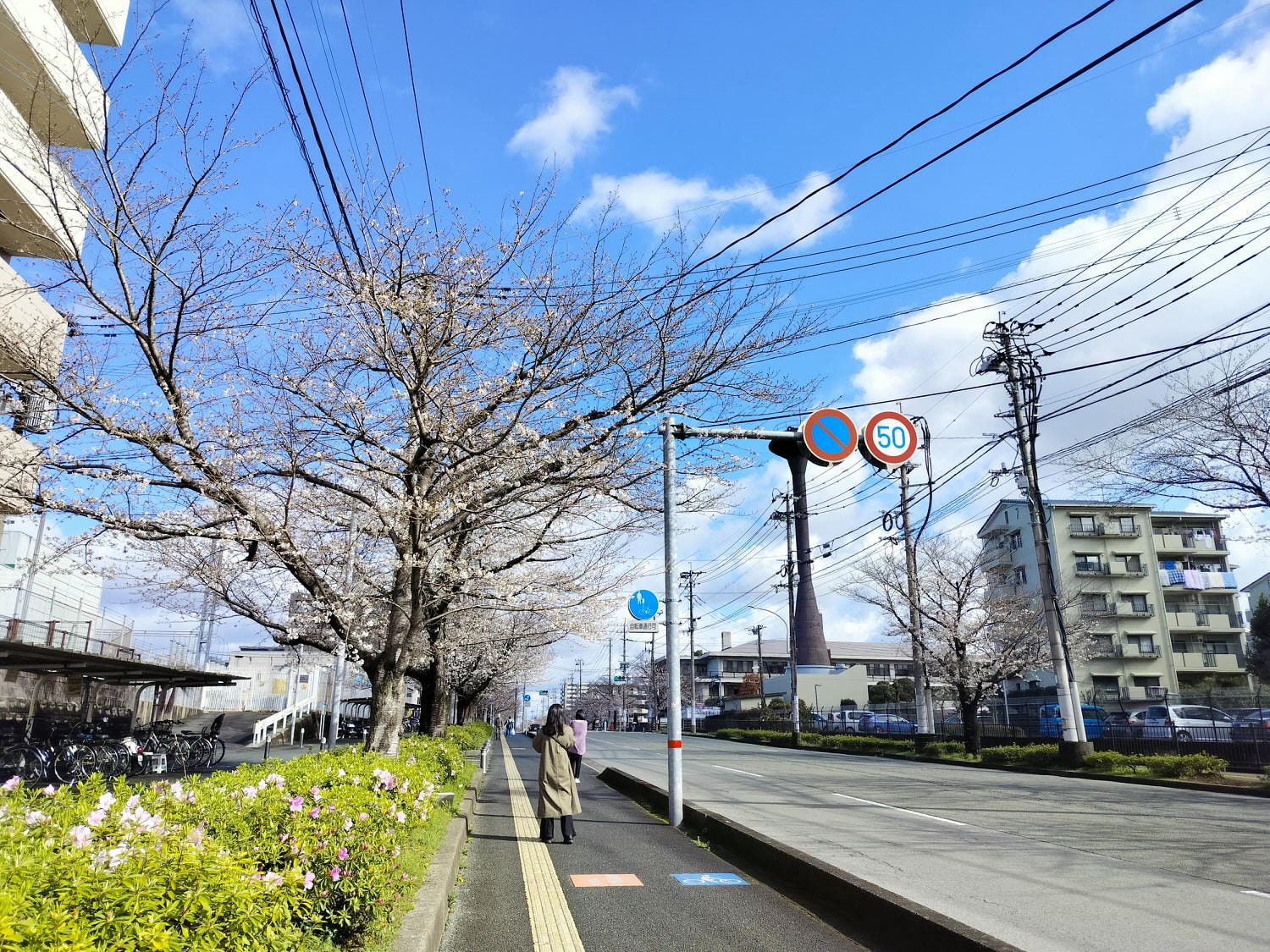 九州熊本┃直飛熊本賞櫻 熊本市區「健軍自衛隊大道」封街櫻花祭 行人賞櫻天堂 路面電車健軍町站下車