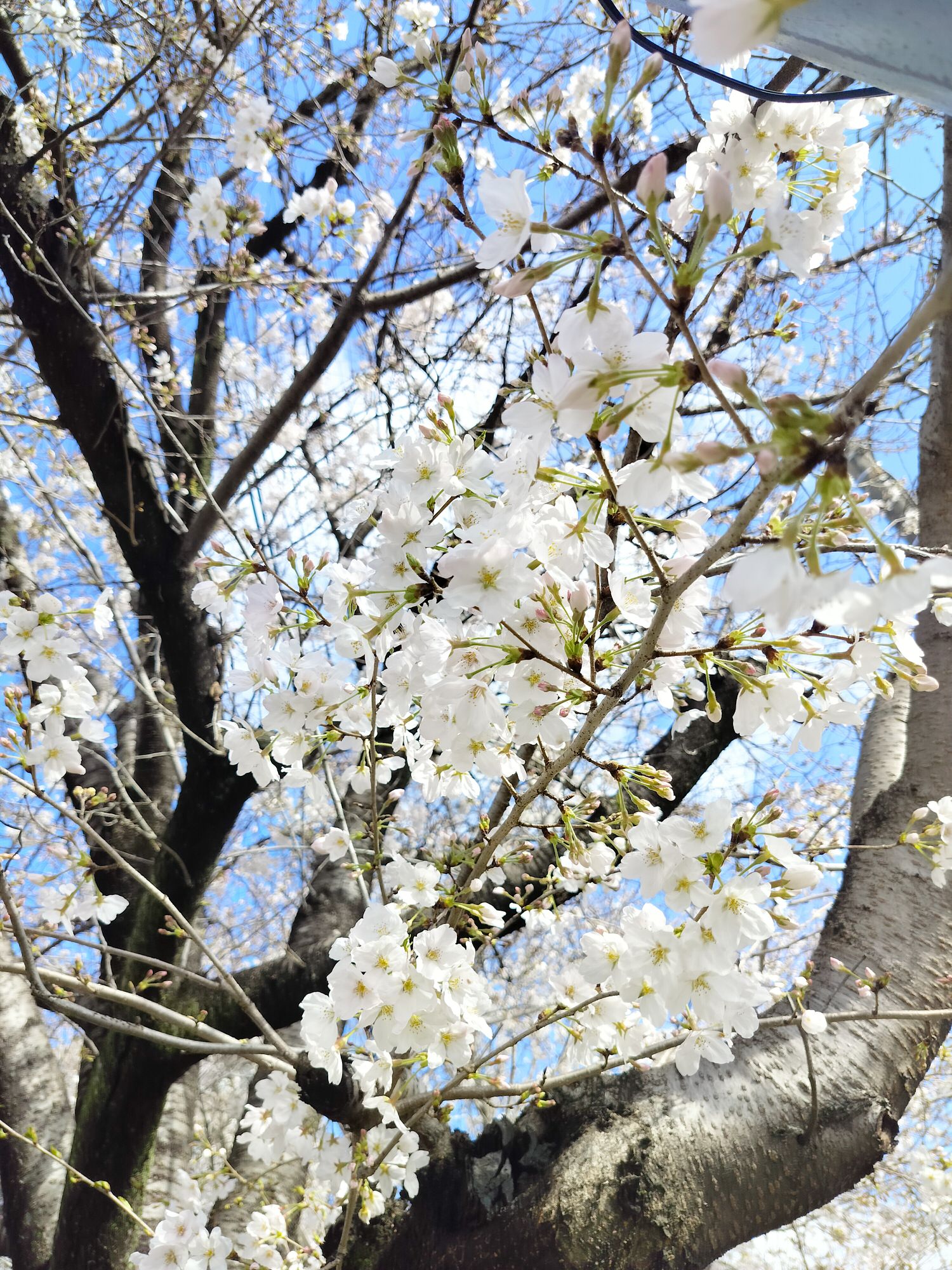 九州熊本┃直飛熊本賞櫻 熊本市區「健軍自衛隊大道」封街櫻花祭 行人賞櫻天堂 路面電車健軍町站下車