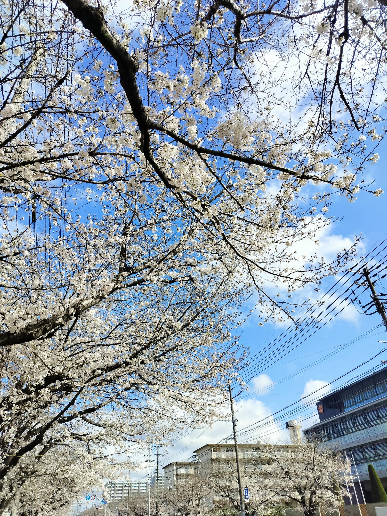 九州熊本┃直飛熊本賞櫻 熊本市區「健軍自衛隊大道」封街櫻花祭 行人賞櫻天堂 路面電車健軍町站下車