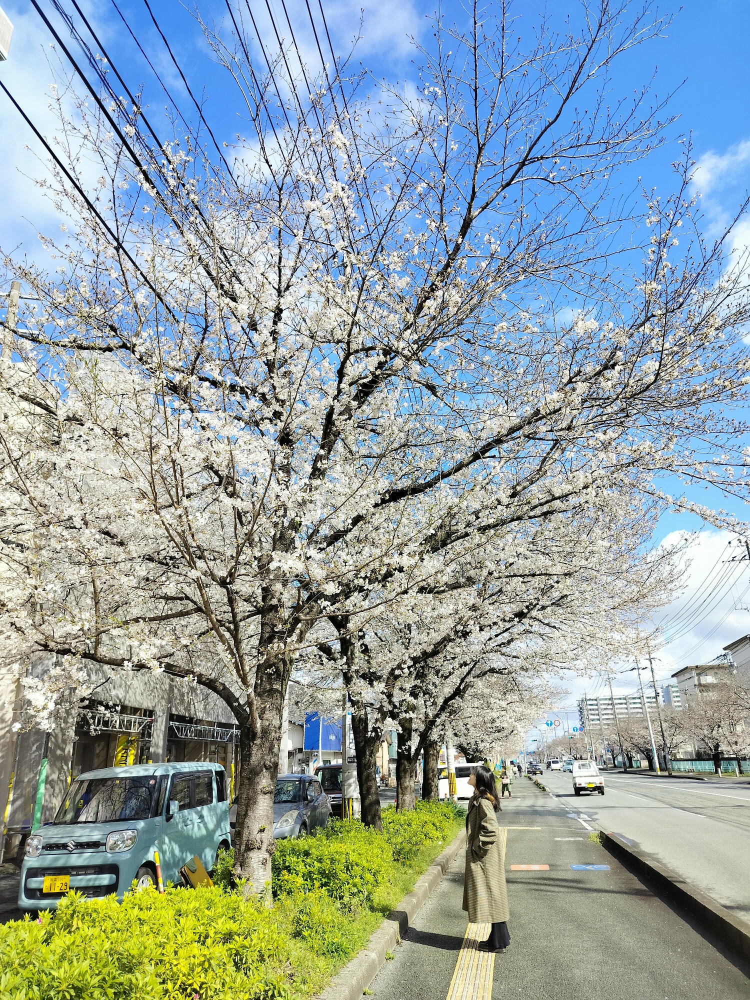 九州熊本┃直飛熊本賞櫻 熊本市區「健軍自衛隊大道」封街櫻花祭 行人賞櫻天堂 路面電車健軍町站下車