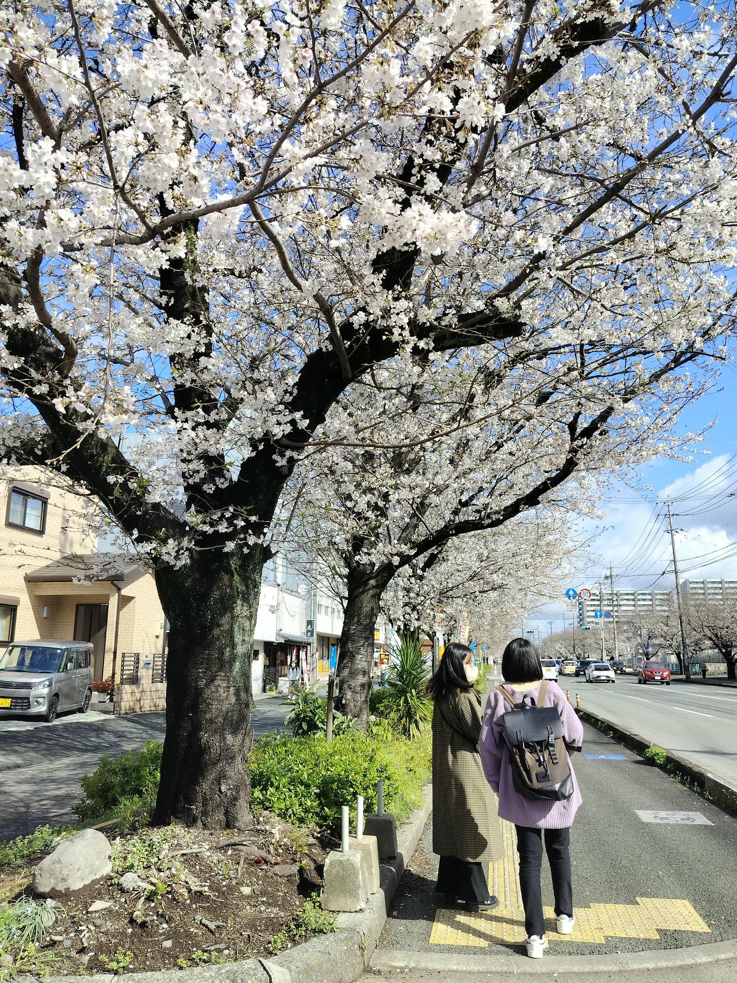 九州熊本┃直飛熊本賞櫻 熊本市區「健軍自衛隊大道」封街櫻花祭 行人賞櫻天堂 路面電車健軍町站下車