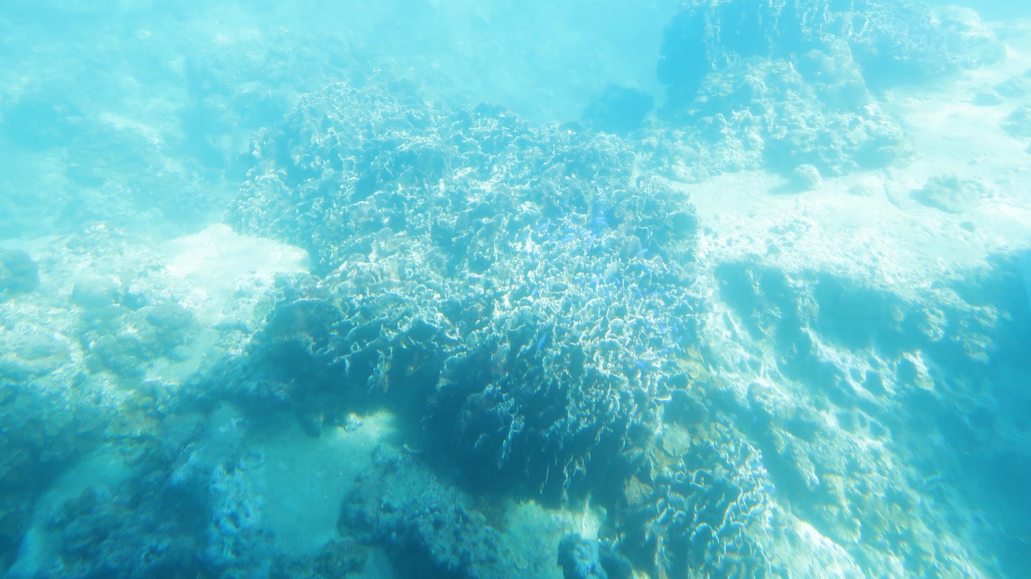德島南部景點┃招財貓神社阿松大權現 遍路23番太龍寺 鐵道路兩用車DMV 除厄神社藥王寺 海中珊瑚船 日和佐海龜博物館 - 第33張圖 德島南部景點┃招財貓神社阿松大權現 遍路23番太龍寺 鐵道路兩用車DMV 除厄神社藥王寺 海中珊瑚船 日和佐海龜博物館