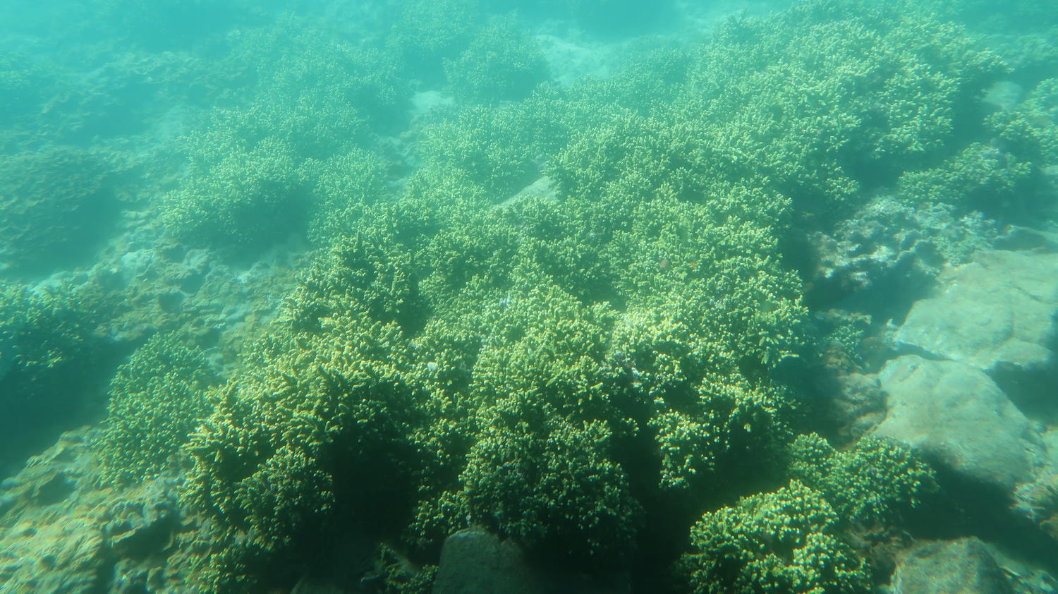 德島南部景點┃招財貓神社阿松大權現 遍路23番太龍寺 鐵道路兩用車DMV 除厄神社藥王寺 海中珊瑚船 日和佐海龜博物館 - 第34張圖 德島南部景點┃招財貓神社阿松大權現 遍路23番太龍寺 鐵道路兩用車DMV 除厄神社藥王寺 海中珊瑚船 日和佐海龜博物館