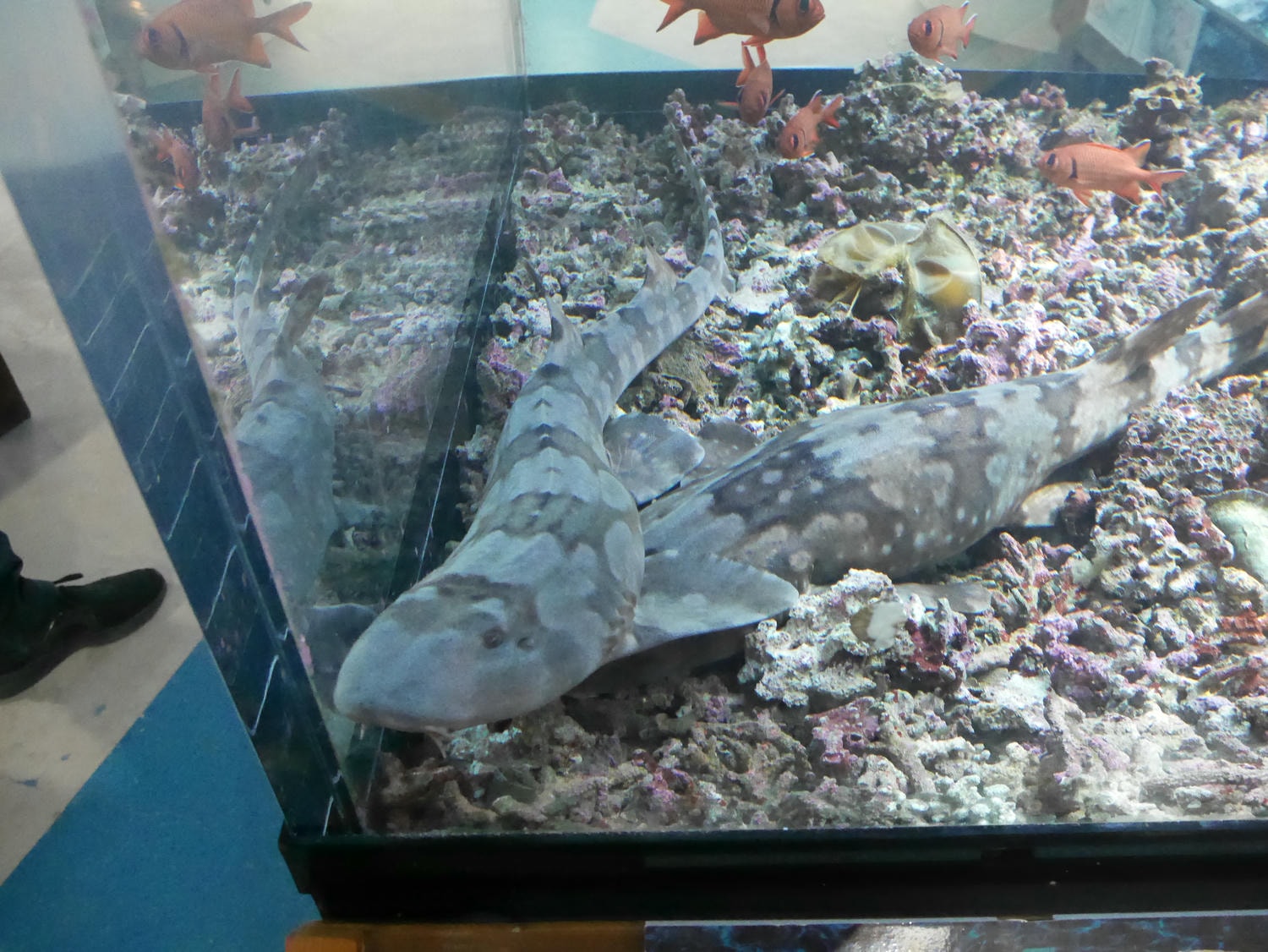 德島南部景點┃招財貓神社阿松大權現 遍路23番太龍寺 鐵道路兩用車DMV 除厄神社藥王寺 海中珊瑚船 日和佐海龜博物館 - 第37張圖 德島南部景點┃招財貓神社阿松大權現 遍路23番太龍寺 鐵道路兩用車DMV 除厄神社藥王寺 海中珊瑚船 日和佐海龜博物館