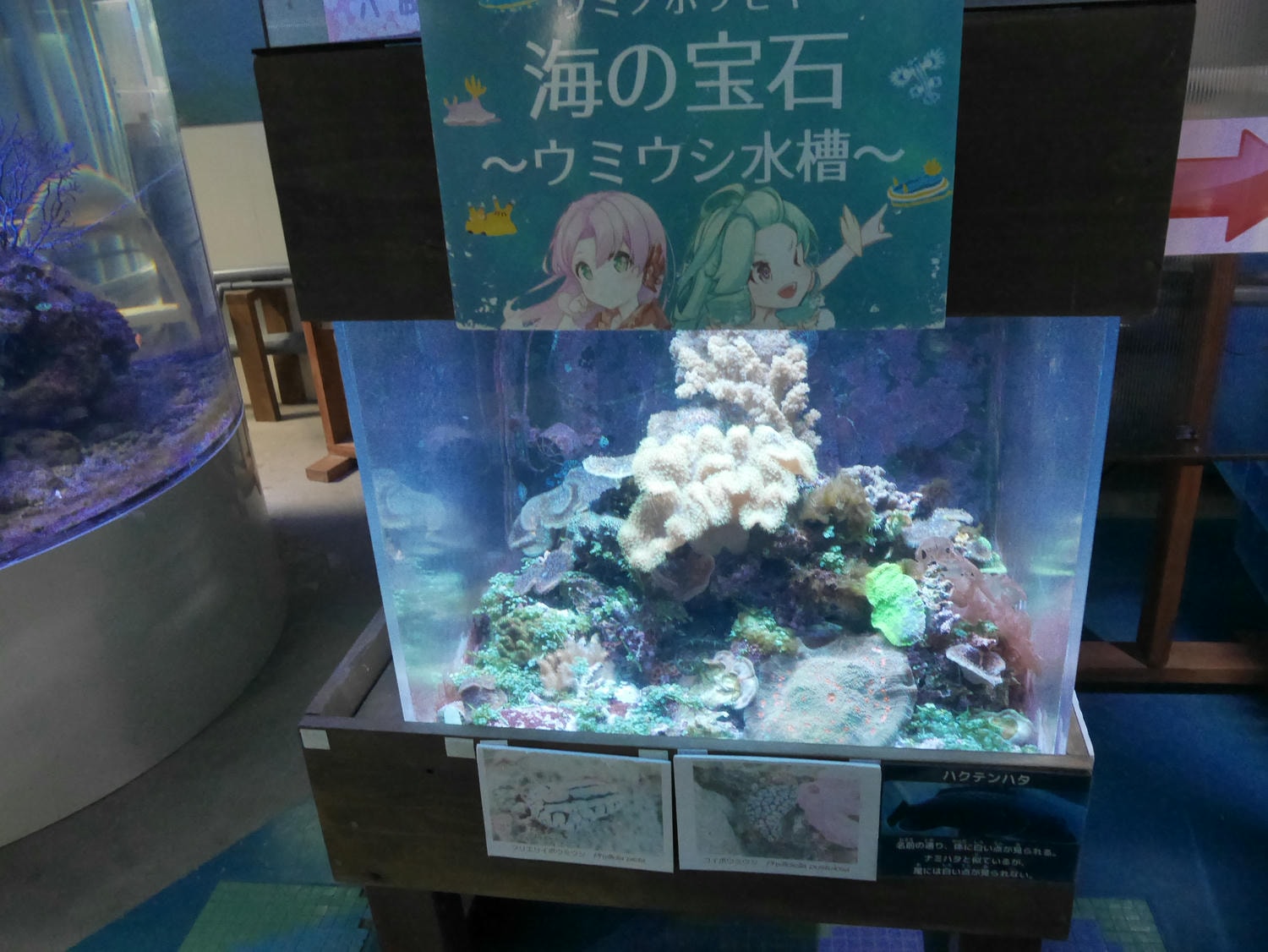 德島南部景點┃招財貓神社阿松大權現 遍路23番太龍寺 鐵道路兩用車DMV 除厄神社藥王寺 海中珊瑚船 日和佐海龜博物館 - 第38張圖 德島南部景點┃招財貓神社阿松大權現 遍路23番太龍寺 鐵道路兩用車DMV 除厄神社藥王寺 海中珊瑚船 日和佐海龜博物館