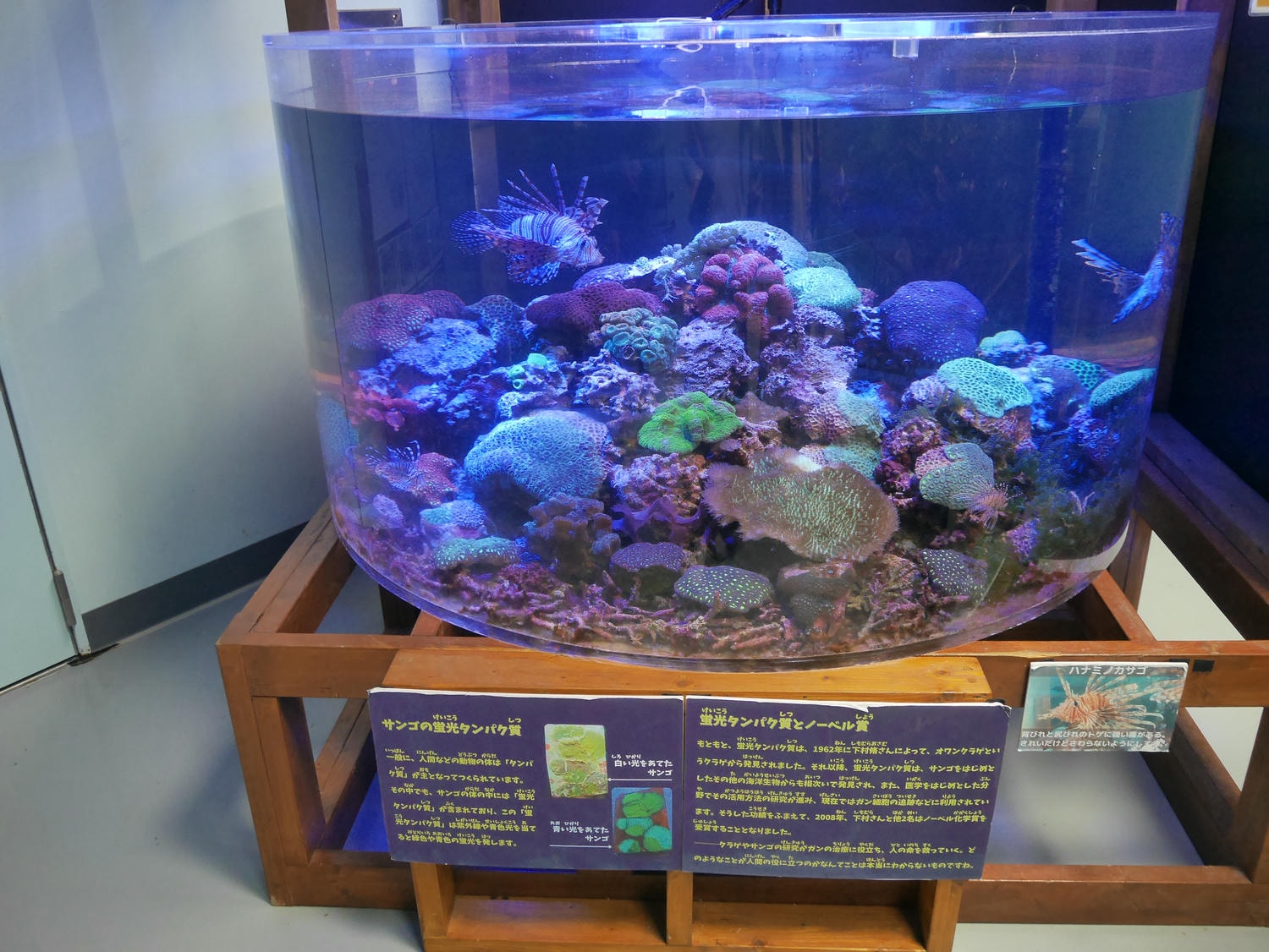 德島南部景點┃招財貓神社阿松大權現 遍路23番太龍寺 鐵道路兩用車DMV 除厄神社藥王寺 海中珊瑚船 日和佐海龜博物館 - 第39張圖 德島南部景點┃招財貓神社阿松大權現 遍路23番太龍寺 鐵道路兩用車DMV 除厄神社藥王寺 海中珊瑚船 日和佐海龜博物館