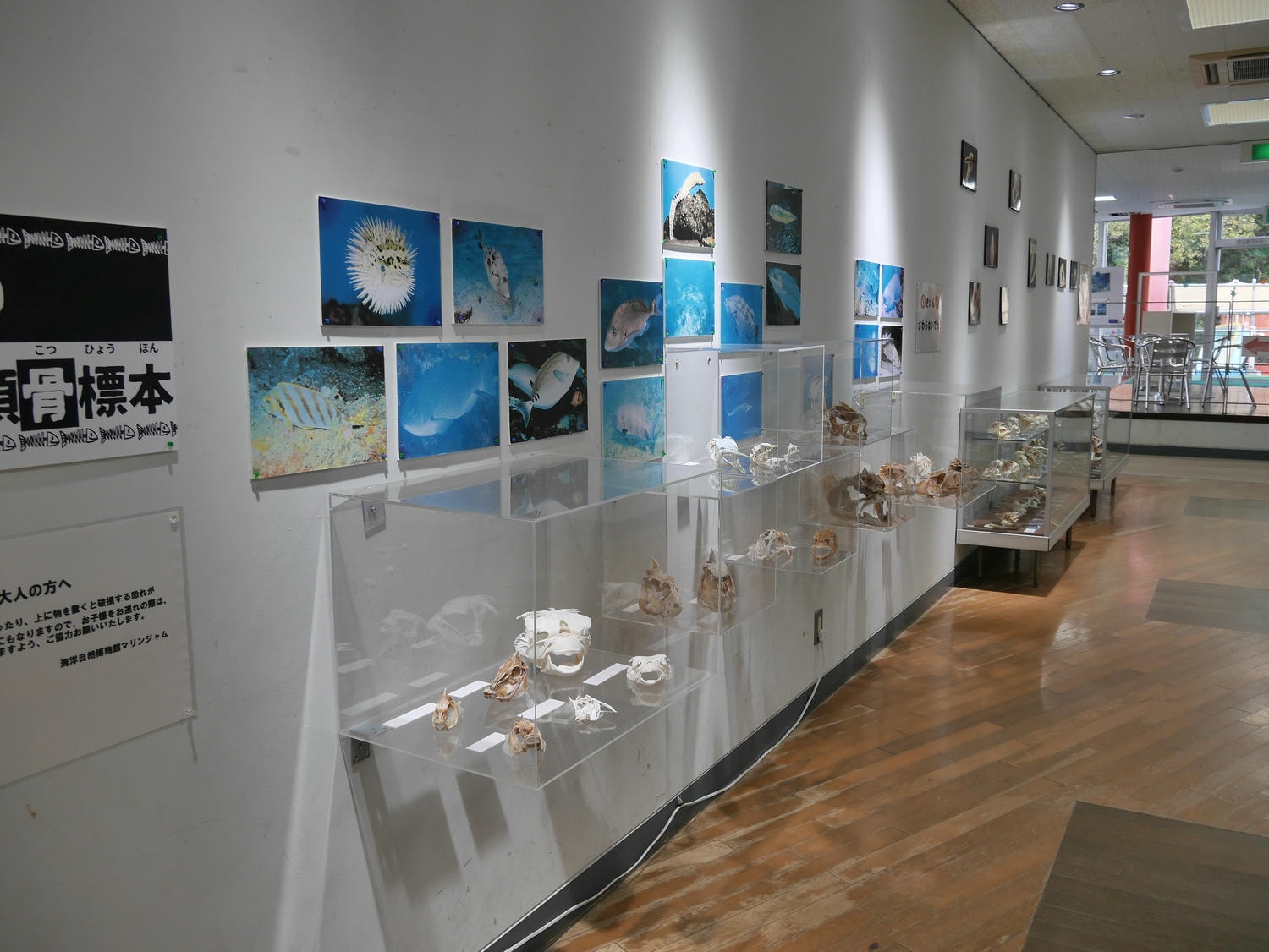 德島南部景點┃招財貓神社阿松大權現 遍路23番太龍寺 鐵道路兩用車DMV 除厄神社藥王寺 海中珊瑚船 日和佐海龜博物館 - 第40張圖 德島南部景點┃招財貓神社阿松大權現 遍路23番太龍寺 鐵道路兩用車DMV 除厄神社藥王寺 海中珊瑚船 日和佐海龜博物館