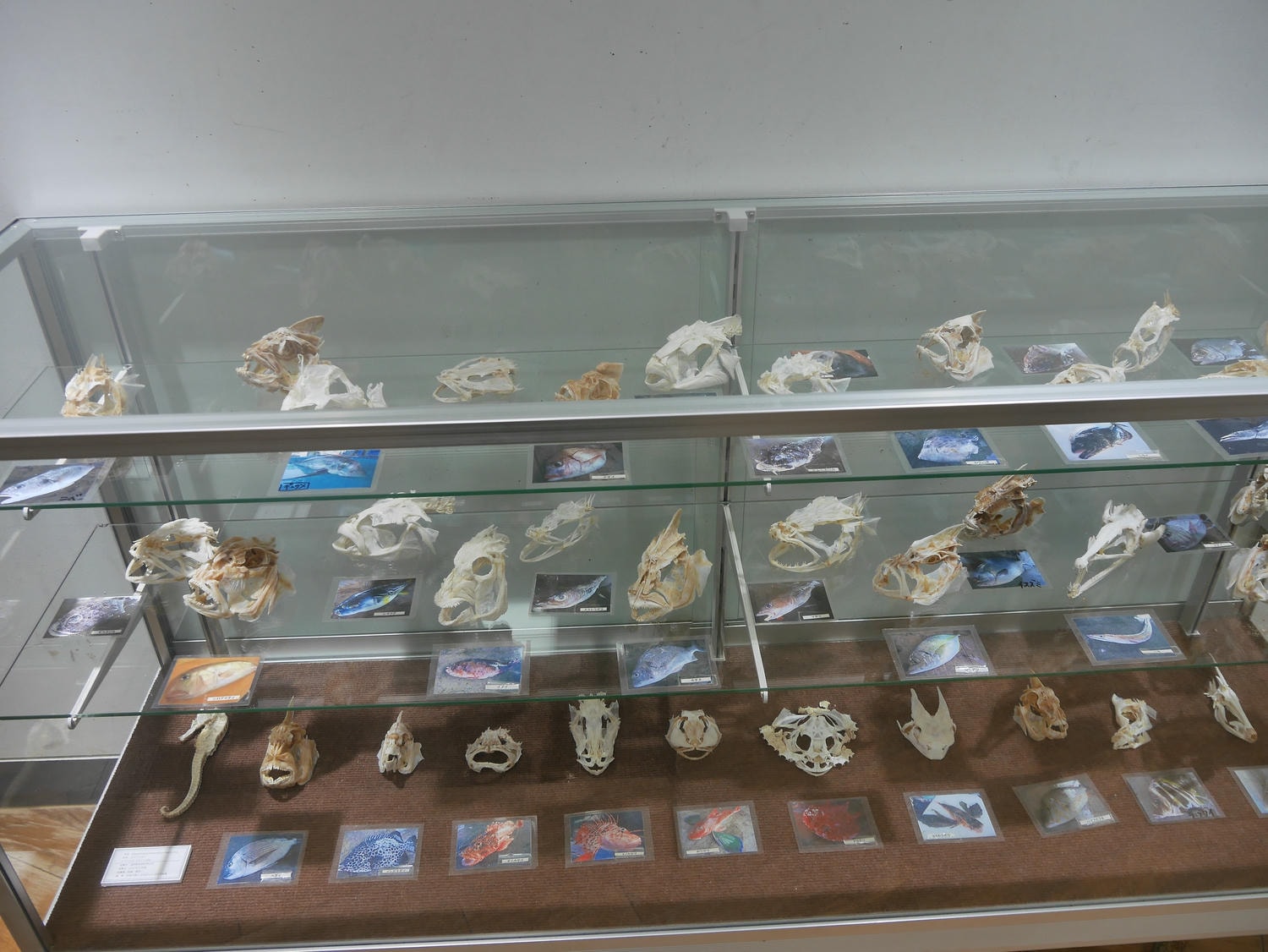 德島南部景點┃招財貓神社阿松大權現 遍路23番太龍寺 鐵道路兩用車DMV 除厄神社藥王寺 海中珊瑚船 日和佐海龜博物館 - 第41張圖 德島南部景點┃招財貓神社阿松大權現 遍路23番太龍寺 鐵道路兩用車DMV 除厄神社藥王寺 海中珊瑚船 日和佐海龜博物館