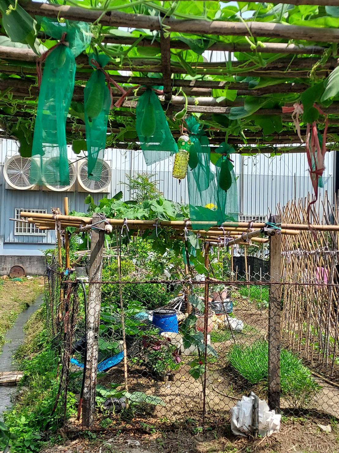日常記錄┃爸爸種的菜-醜豆蒲瓜 皇帝豆小蕃茄 芭藥火龍果清明包潤餅 手作蛋糕超專業 父さんが育てる台湾野菜果物