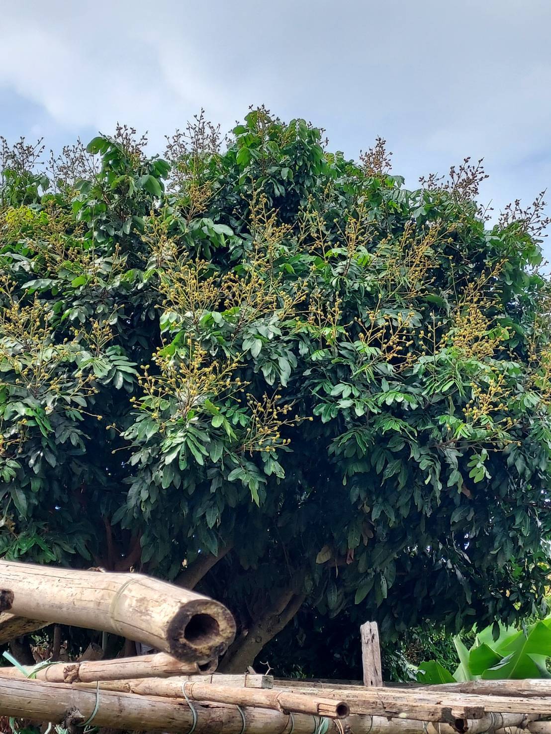 日常記錄┃爸爸種的菜-醜豆蒲瓜 皇帝豆小蕃茄 芭藥火龍果清明包潤餅 手作蛋糕超專業 父さんが育てる台湾野菜果物
