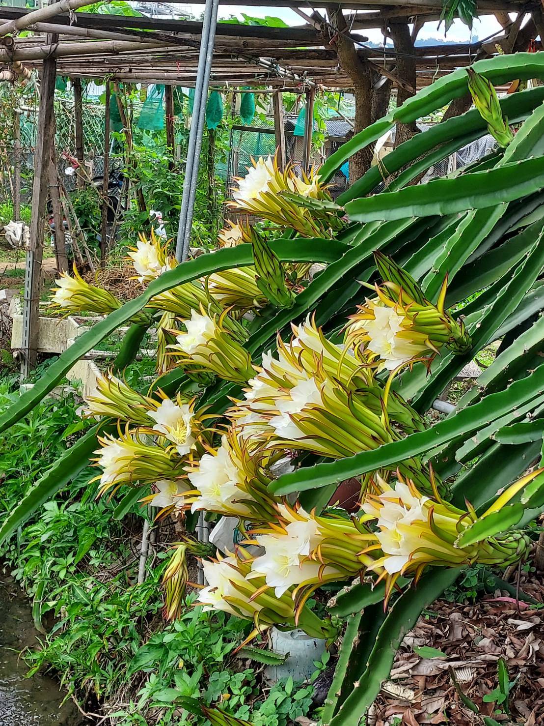日常記錄┃爸爸種的菜-醜豆蒲瓜 皇帝豆小蕃茄 芭藥火龍果清明包潤餅 手作蛋糕超專業 父さんが育てる台湾野菜果物