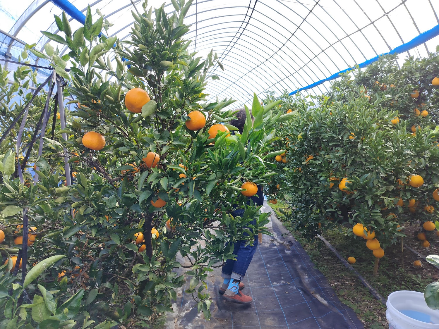 熊本自由行北部玉名┃ 夏目漱石名作草忱溫泉 百年橘子園水本ORANGE GARDEN採果 蓮華院誕生寺 桃苑豚骨拉麵 - 第9張圖 熊本自由行北部玉名┃ 夏目漱石名作草忱溫泉 百年橘子園水本ORANGE GARDEN採果 蓮華院誕生寺 桃苑豚骨拉麵