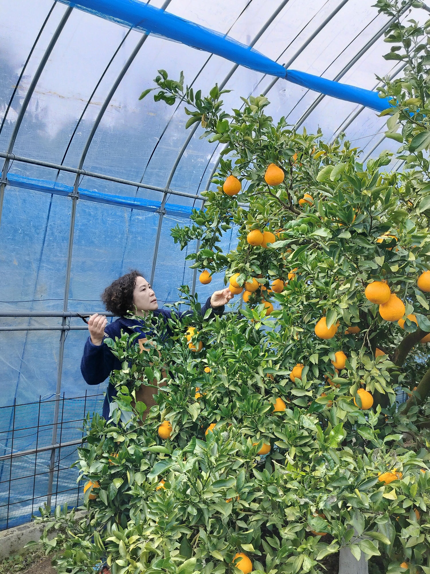 熊本自由行北部玉名┃ 夏目漱石名作草忱溫泉 百年橘子園水本ORANGE GARDEN採果 蓮華院誕生寺 桃苑豚骨拉麵 - 第11張圖 熊本自由行北部玉名┃ 夏目漱石名作草忱溫泉 百年橘子園水本ORANGE GARDEN採果 蓮華院誕生寺 桃苑豚骨拉麵