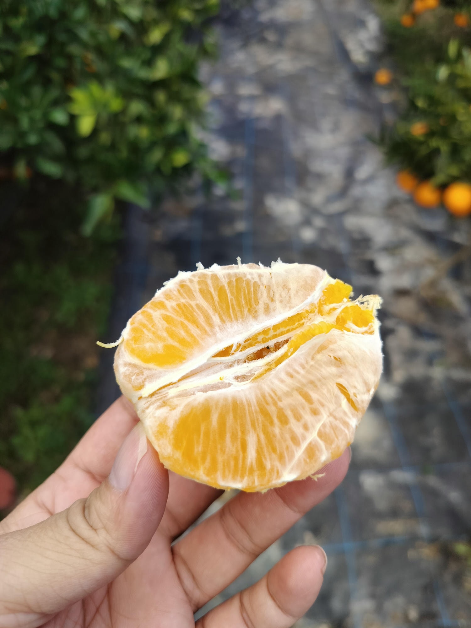 熊本自由行北部玉名┃ 夏目漱石名作草忱溫泉 百年橘子園水本ORANGE GARDEN採果 蓮華院誕生寺 桃苑豚骨拉麵 - 第13張圖 熊本自由行北部玉名┃ 夏目漱石名作草忱溫泉 百年橘子園水本ORANGE GARDEN採果 蓮華院誕生寺 桃苑豚骨拉麵