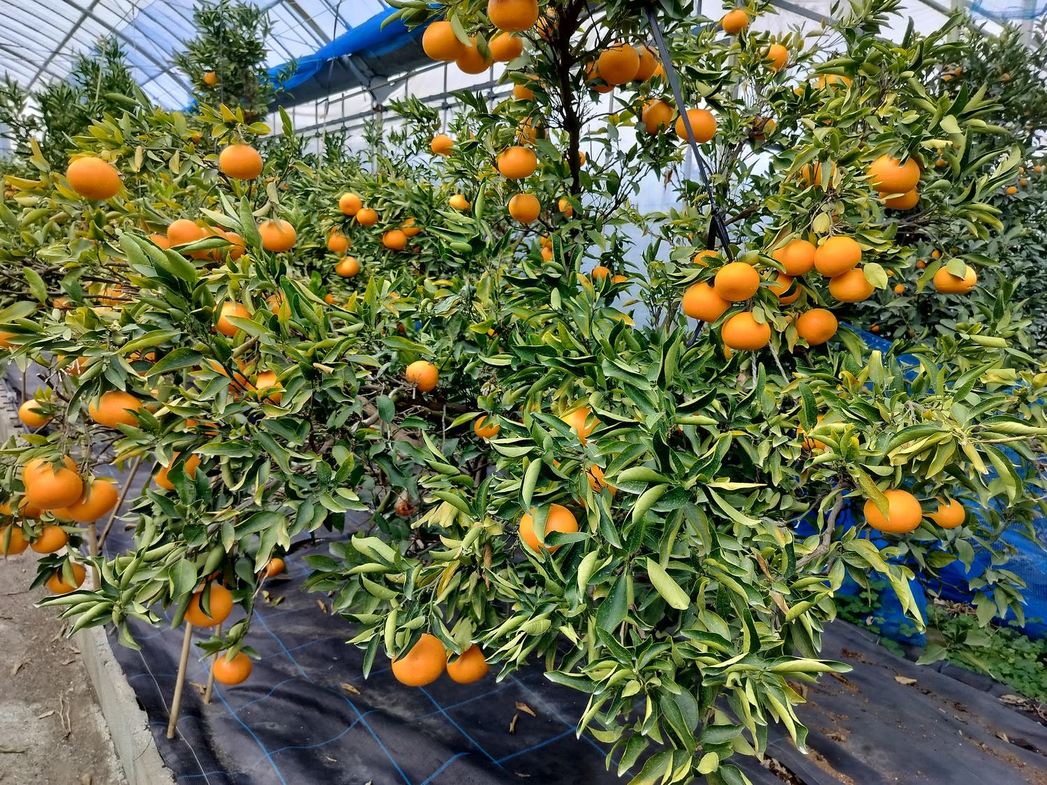 熊本自由行北部玉名┃ 夏目漱石名作草忱溫泉 百年橘子園水本ORANGE GARDEN採果 蓮華院誕生寺 桃苑豚骨拉麵 - 第12張圖 熊本自由行北部玉名┃ 夏目漱石名作草忱溫泉 百年橘子園水本ORANGE GARDEN採果 蓮華院誕生寺 桃苑豚骨拉麵