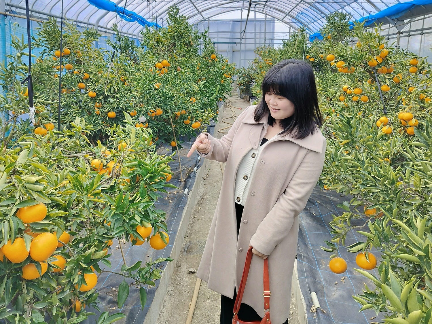 熊本自由行北部玉名┃ 夏目漱石名作草忱溫泉 百年橘子園水本ORANGE GARDEN採果 蓮華院誕生寺 桃苑豚骨拉麵 - 第1張圖 熊本自由行北部玉名┃ 夏目漱石名作草忱溫泉 百年橘子園水本ORANGE GARDEN採果 蓮華院誕生寺 桃苑豚骨拉麵