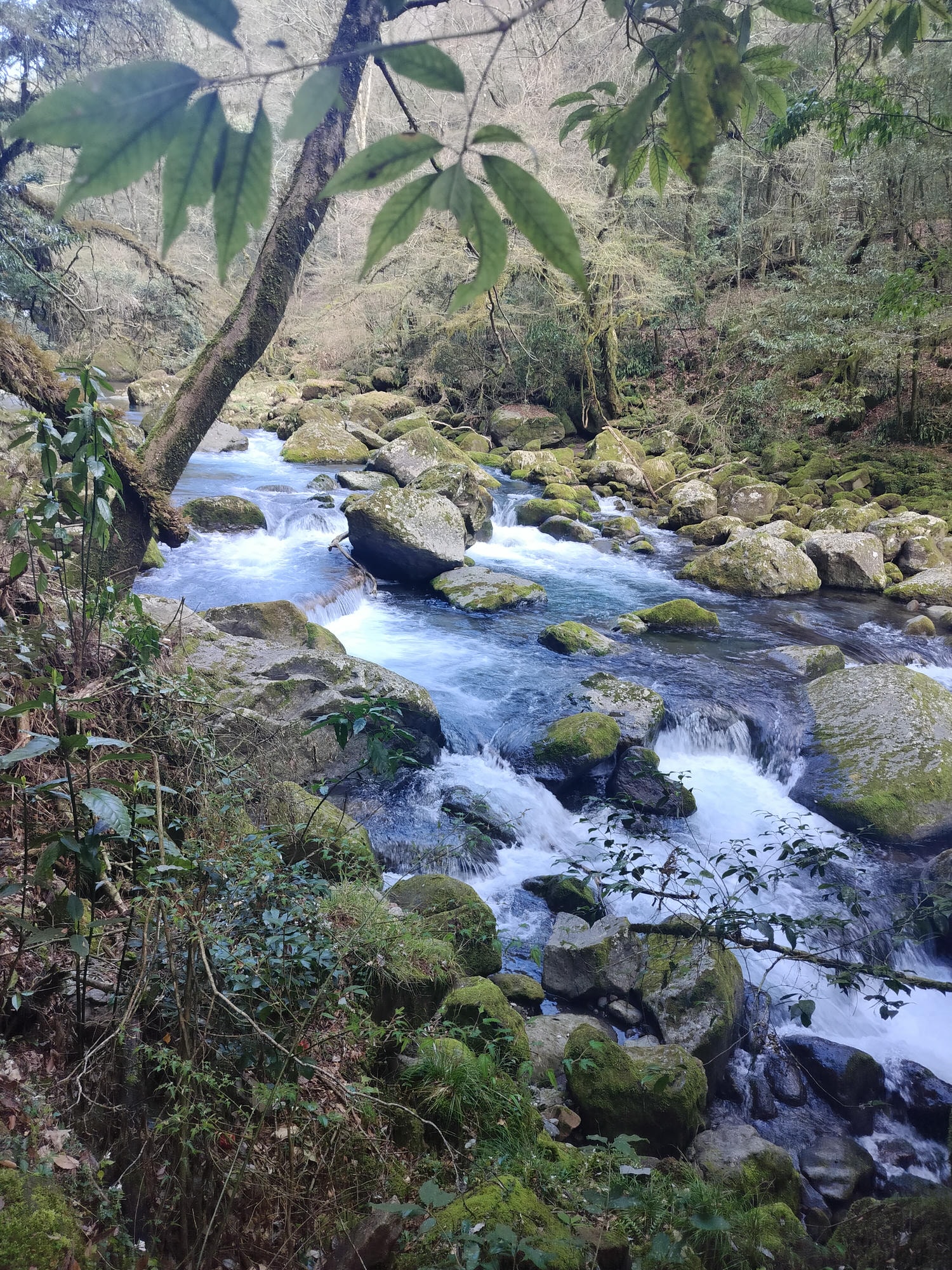 九州熊本┃阿蘇國立公園百選森林浴-菊池溪谷 網美哈密瓜巨蛋館買名產 熊本縣菊池市自駕推薦!