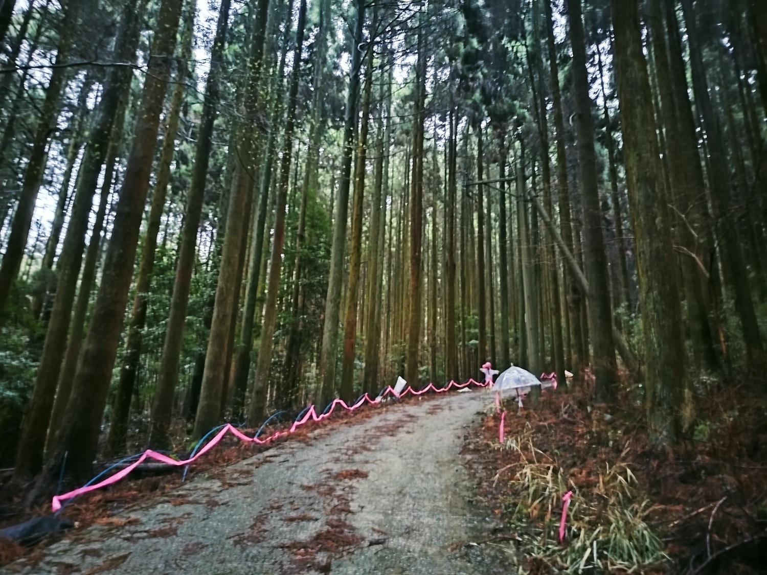 熊本自由行┃交通不難!大晴+大雨二種神秘「上色見熊野座神社」97座石燈籠置身異世界 南阿蘇高森站搭巴士計程車 - 第12張圖 熊本自由行┃交通不難!大晴+大雨二種神秘「上色見熊野座神社」97座石燈籠置身異世界 南阿蘇高森站搭巴士計程車