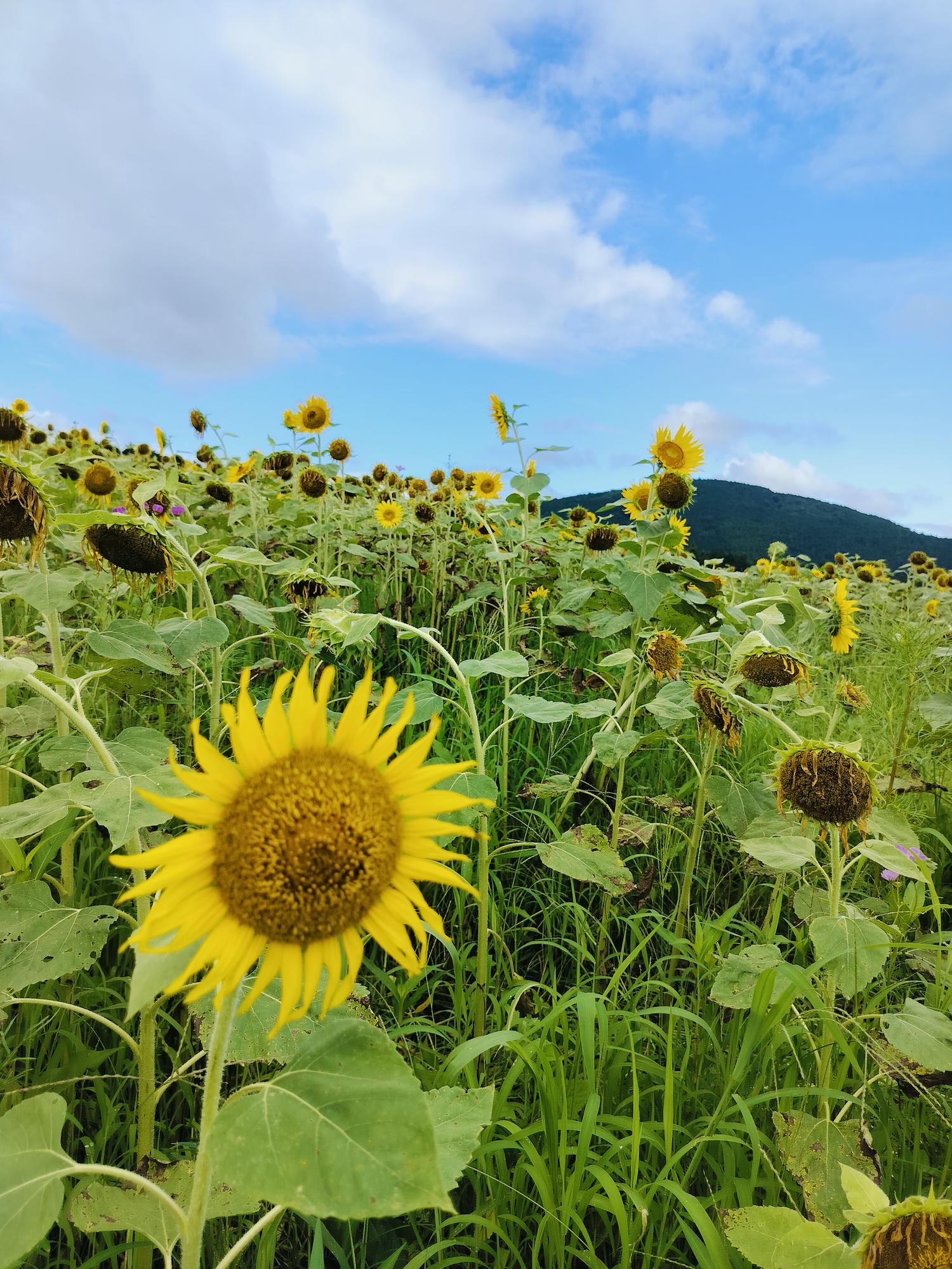 熊本景點┃草帽海賊團10座銅像捕獲 熊本自由行海賊迷 高森佛朗基縣廳魯夫 萌之里娜美 索隆喬巴香吉士 布魯克騙人布