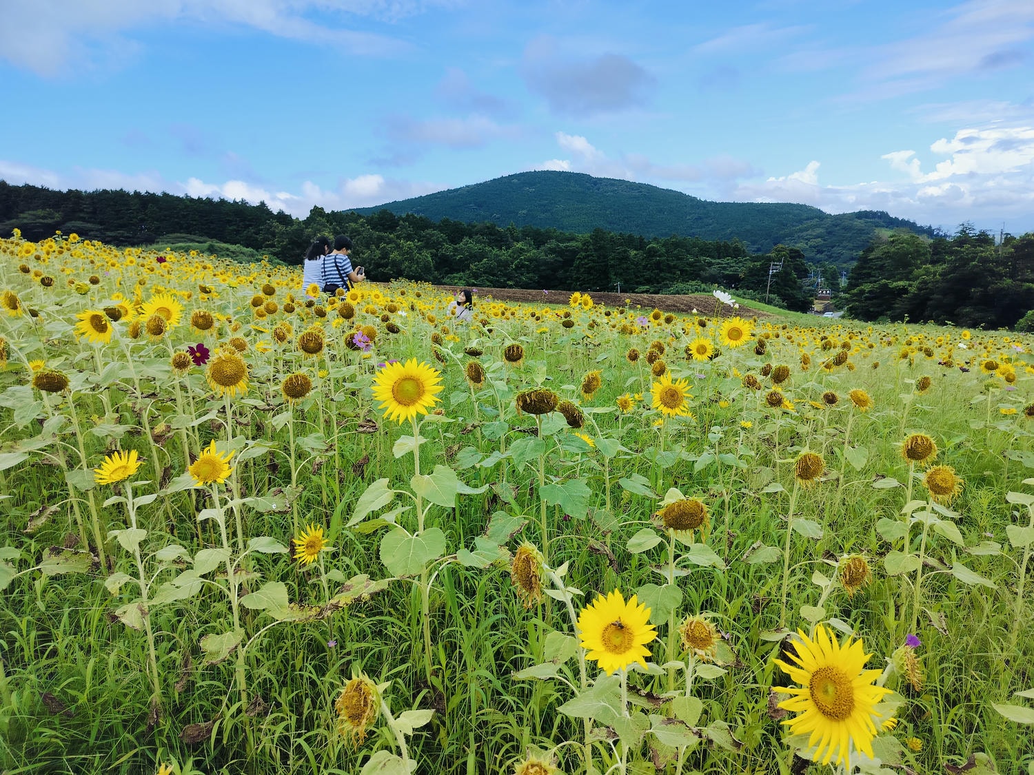 熊本景點┃草帽海賊團10座銅像捕獲 熊本自由行海賊迷 高森佛朗基縣廳魯夫 萌之里娜美 索隆喬巴香吉士 布魯克騙人布