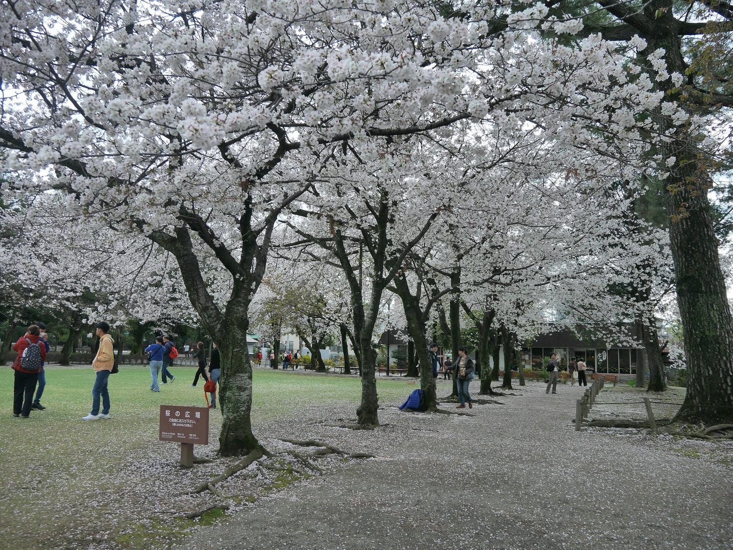 熊本市路面電車一日券┃水前寺/熊本城秋楓春櫻 熊本熊廣場 屋台村推天草大王 商店街藥粧COCOSA超市 半夜唐吉訶德