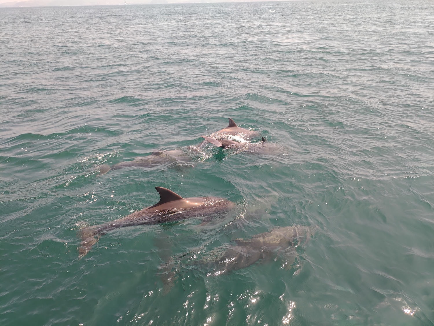 熊本自由行天草┃市區櫻町客運巴士or熊本站列車 野生海豚超可愛 海鮮蔵吃燒烤 L’isola購物 天草寶島線船三角站A列車 - 第38張圖 熊本自由行天草┃市區櫻町客運巴士or熊本站列車 野生海豚超可愛 海鮮蔵吃燒烤 L’isola購物 天草寶島線船三角站A列車