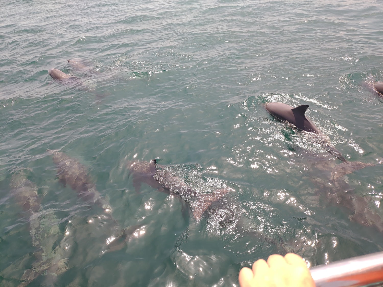 熊本自由行天草┃市區櫻町客運巴士or熊本站列車 野生海豚超可愛 海鮮蔵吃燒烤 L’isola購物 天草寶島線船三角站A列車 - 第40張圖 熊本自由行天草┃市區櫻町客運巴士or熊本站列車 野生海豚超可愛 海鮮蔵吃燒烤 L’isola購物 天草寶島線船三角站A列車