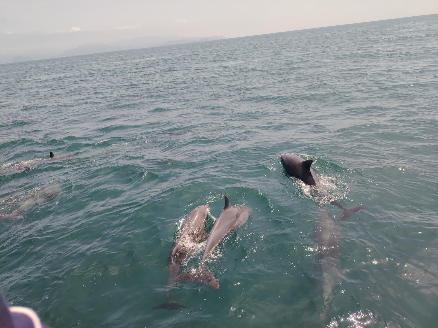 熊本天草┃95%遇見野生海豚跳的好高「天草海豚中心」200多頭超感動!「天草海鮮藏」吃最新鮮的海產 天草自駕 熊本直飛